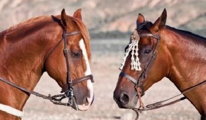 «Se amate i cavalli mangiate carne equina»