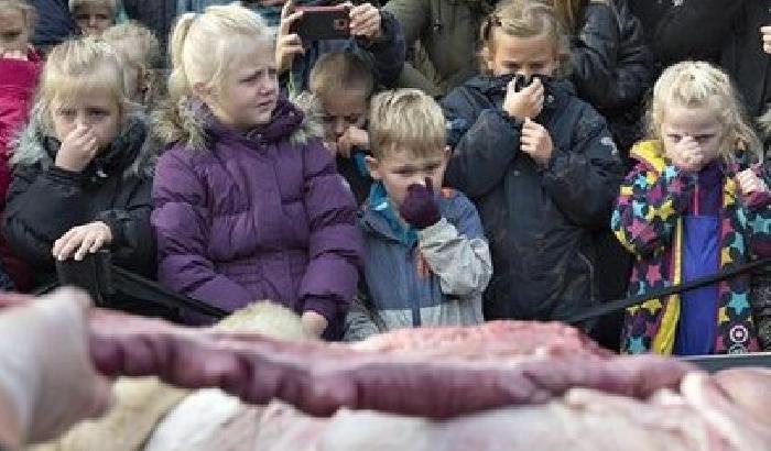 Follia in uno zoo danese: fanno a pezzi una leonessa per educare i bambini