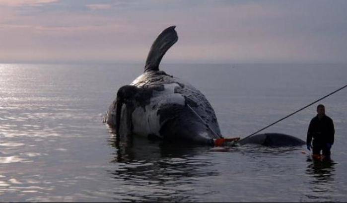 Continua l'ecatombe delle balene nere: in pochi mesi morta il 3% della specie
