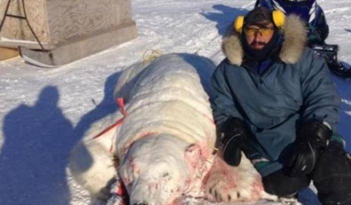 Uccide un orso bianco e cerca di venderne pelliccia: minacce di morte sui social