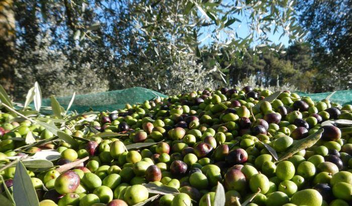 Storia di Giovanni, 30 anni, morto suicida per colpa della crisi agricola