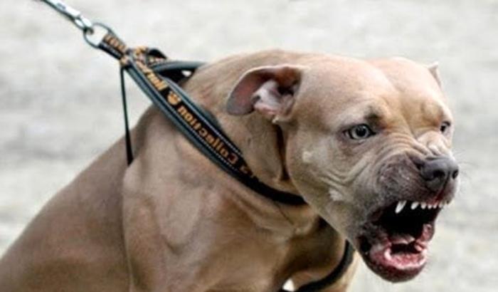 Alcol test per i padroni dei cani da combattimento: si rischia fino a mille euro di multa