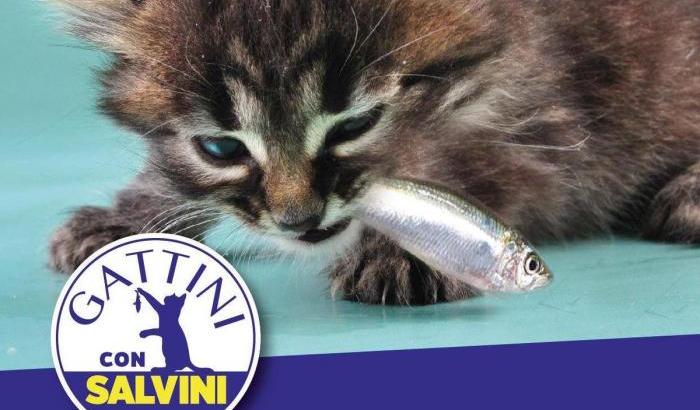 Salvini nasconde la paura dietro un tweet: i gattini mangiano le sardine