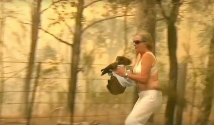 Salvato dalle fiamme, Lewis il koala è morto per le ustioni