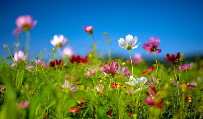 Sembrerà primavera: farà sempre più caldo fino a febbraio