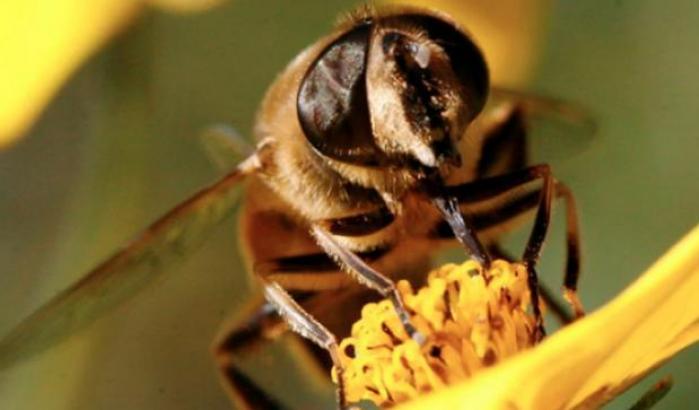 La primavera in anticipo può uccidere le api: tutti i rischi di questo inverno anomalo