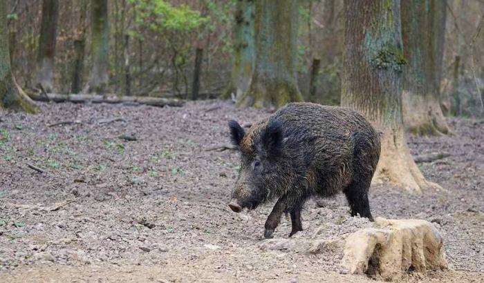 Un muro tra Germania e Polonia per impedire il passaggio dei cinghiali, portatori della peste suina africana