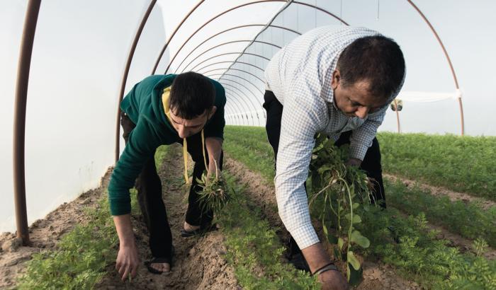 I dati di Coldiretti: "Sono 35 mila gli indiani che lavorano nelle campagne italiane"