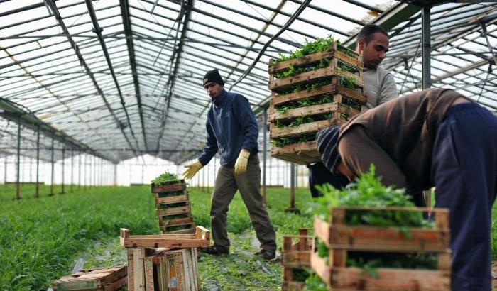 Prescriveva droga ai braccianti indiani per farli lavorare di più: arrestato un medico