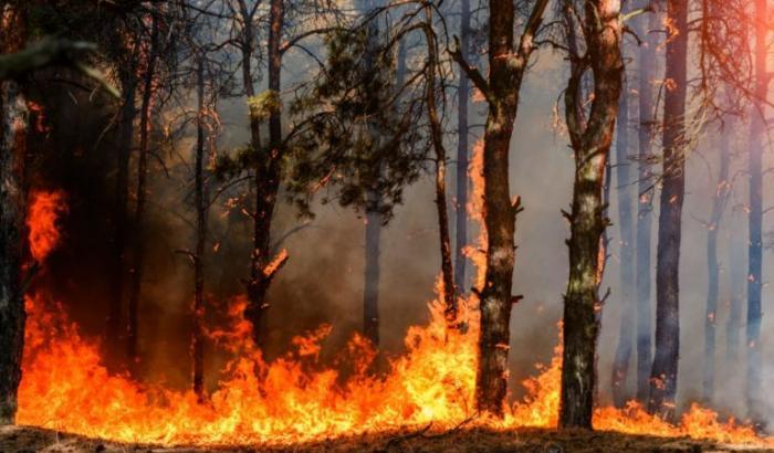 In un anno in fumo 158 mila ettari di boschi e foreste: come Roma, Napoli e Milano messe insieme