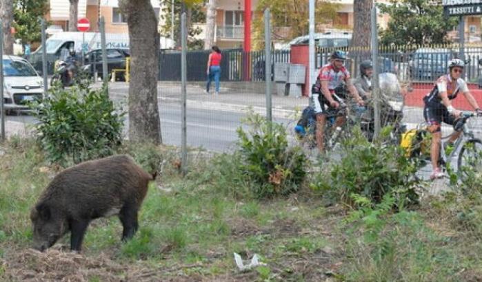 Raggi accusa Zingaretti per la presenza dei cinghiali a Roma