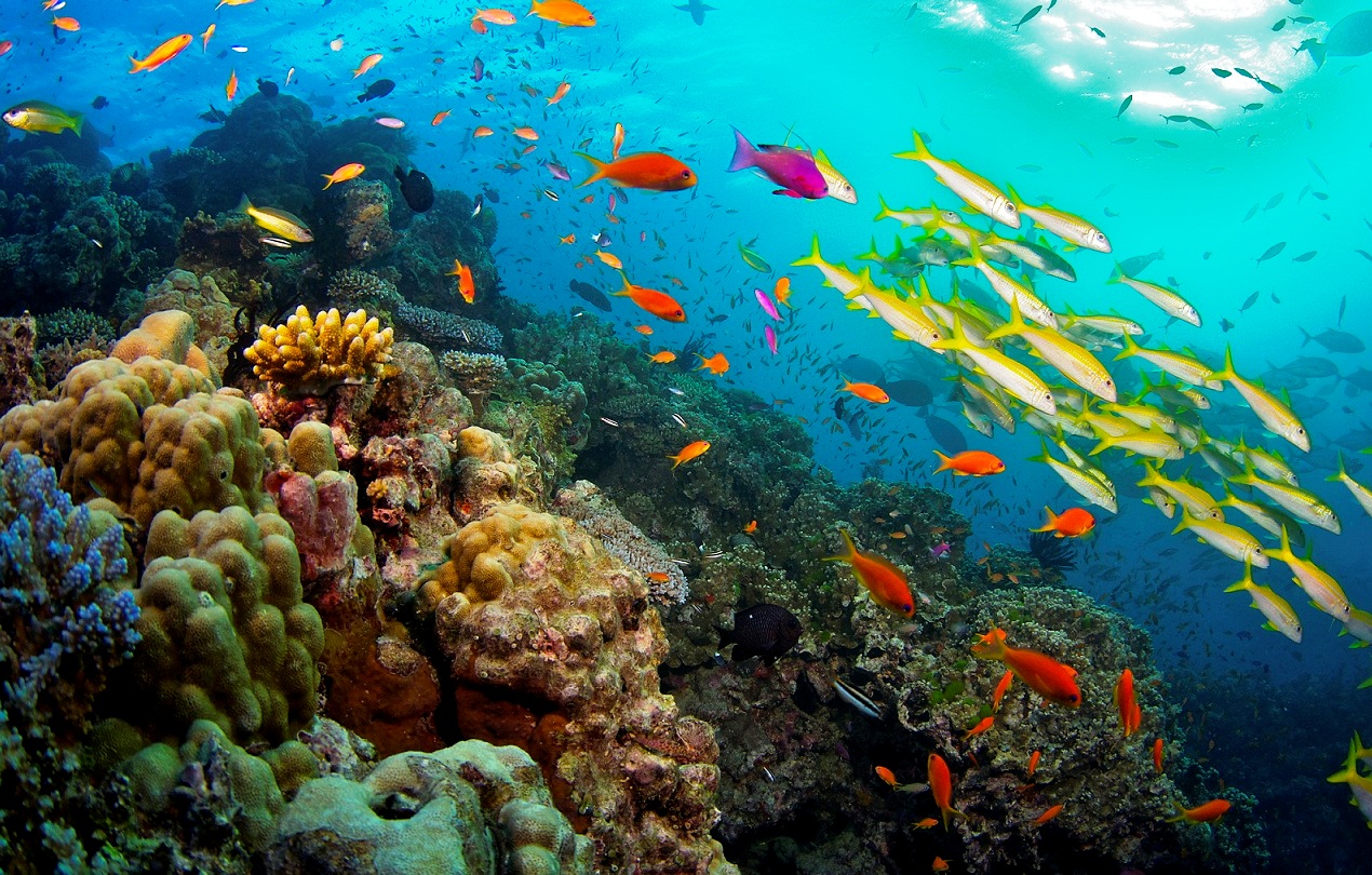 L'Australia stanzia 700 milioni di dollari per salvare la barriera corallina
