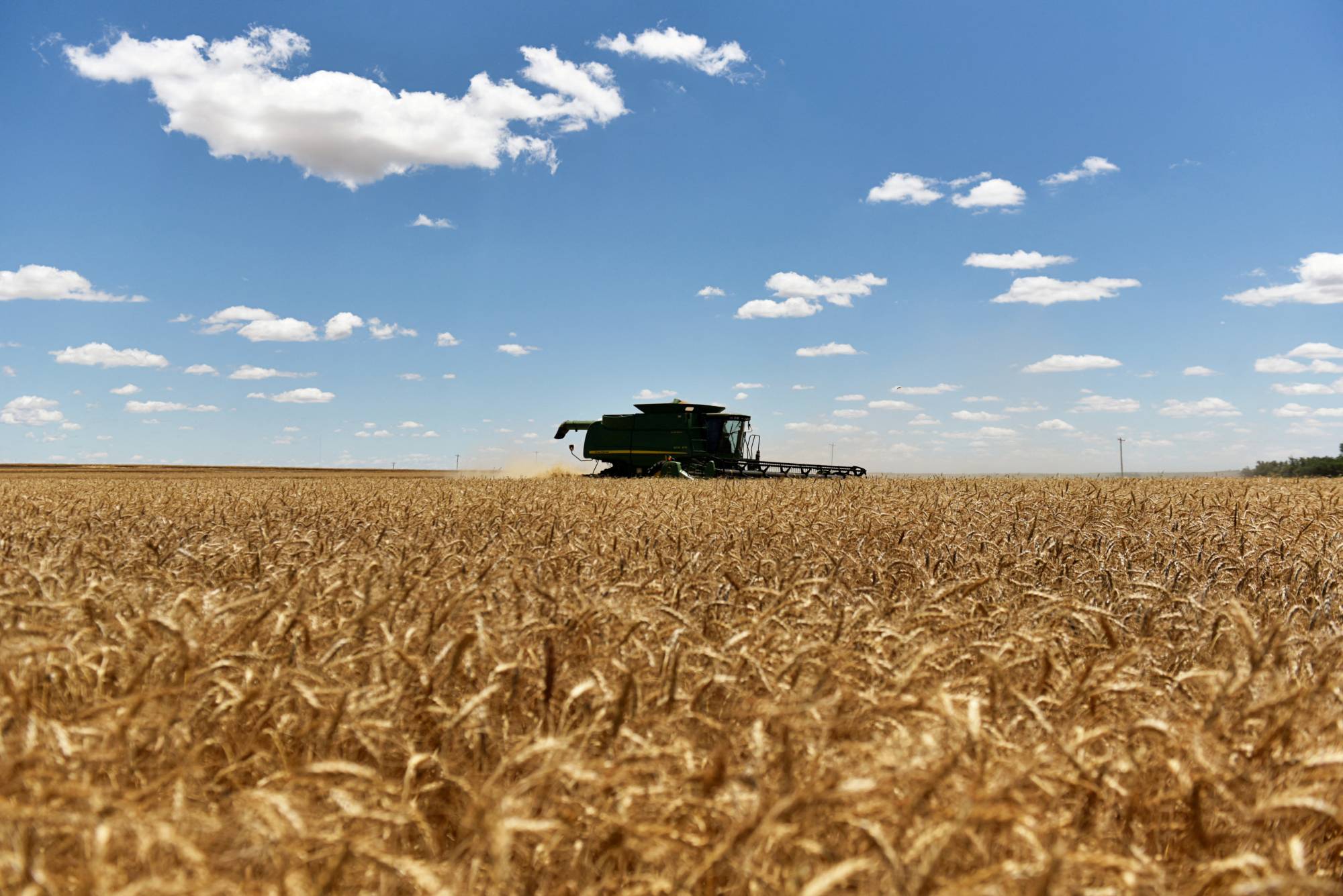 Guerra e fame: i russi accusati di aver rubato il grano conservato nei territori dell'Ucraina occupati