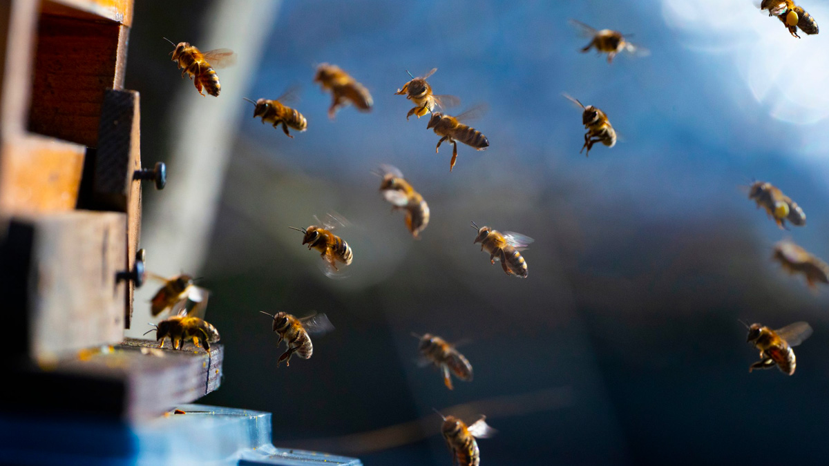 Australia, milioni di api in lockdowon per colpa di un parassita: saranno abbattute a migliaia