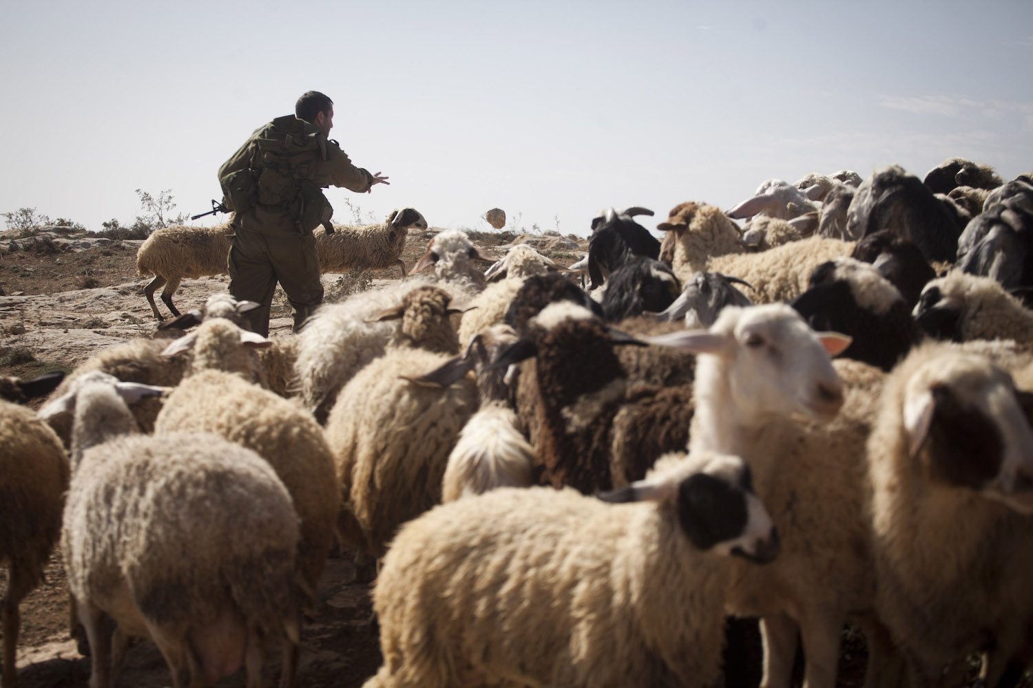 Isarele, the settlement enterpise's land: così i coloni espropriano le terre palestinesi