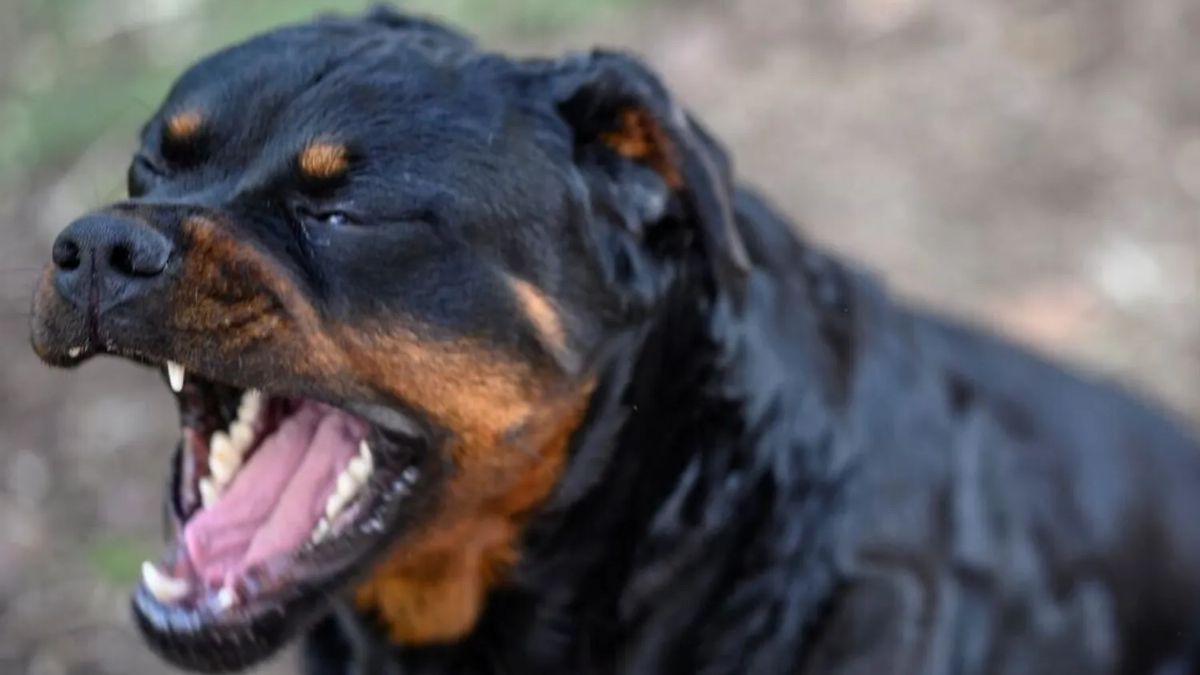 Biella, bimbo di 8 anni in terapia intensiva dopo l'aggressione di un cane