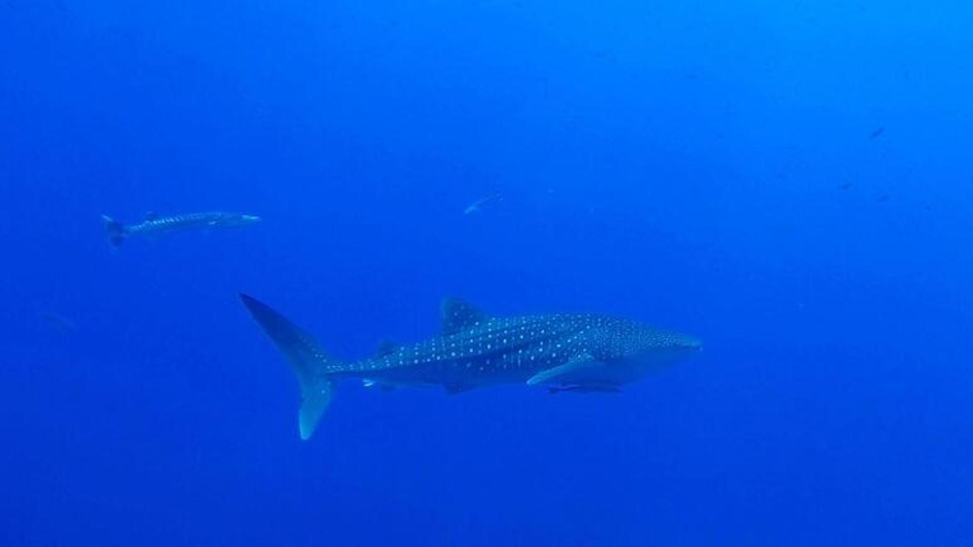 Un turista è stato ucciso e un altro ferito nell'attacco di uno squalo a Marsa Alam, sul Mar Rosso