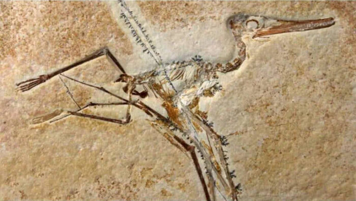 Fossile di Pterosauro.