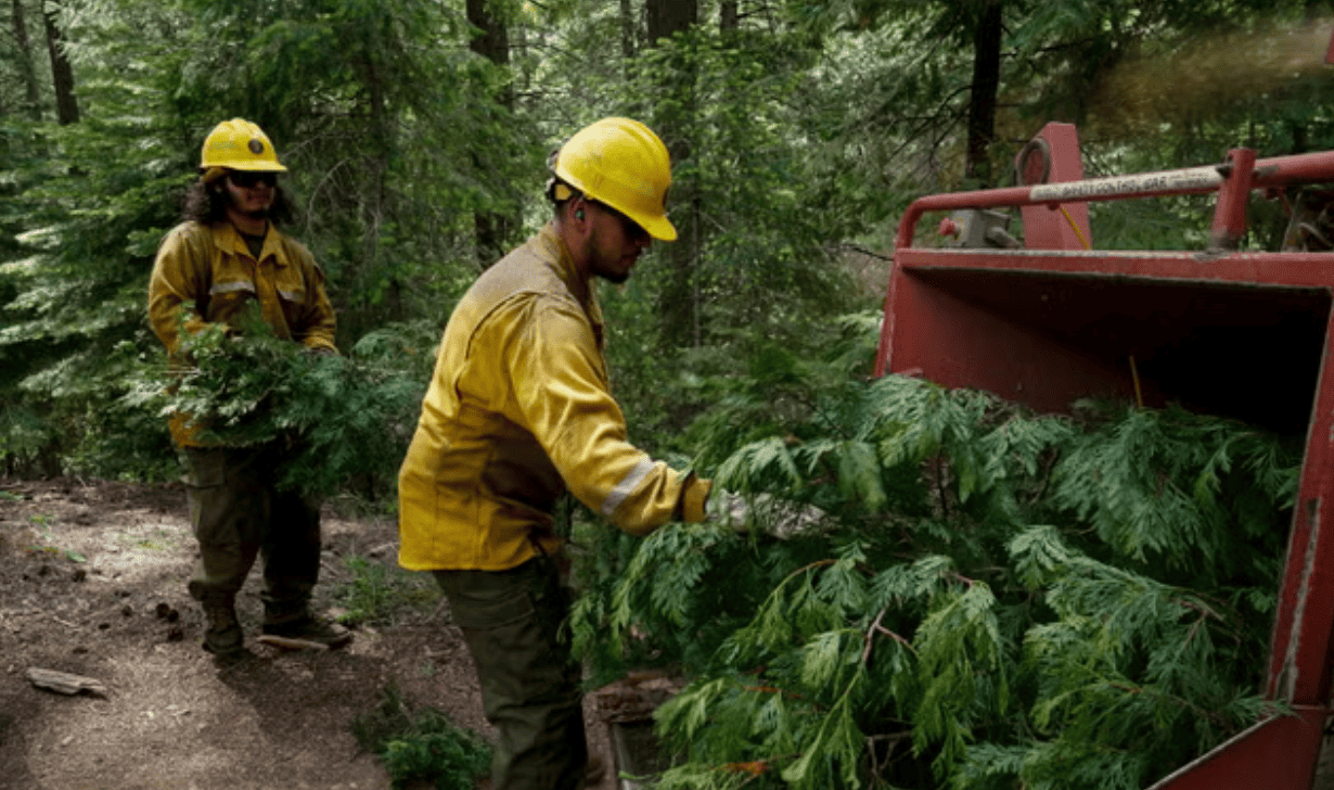 Motosega libera: Trump ordina l'abbattimento di ampie porzioni delle foreste americane